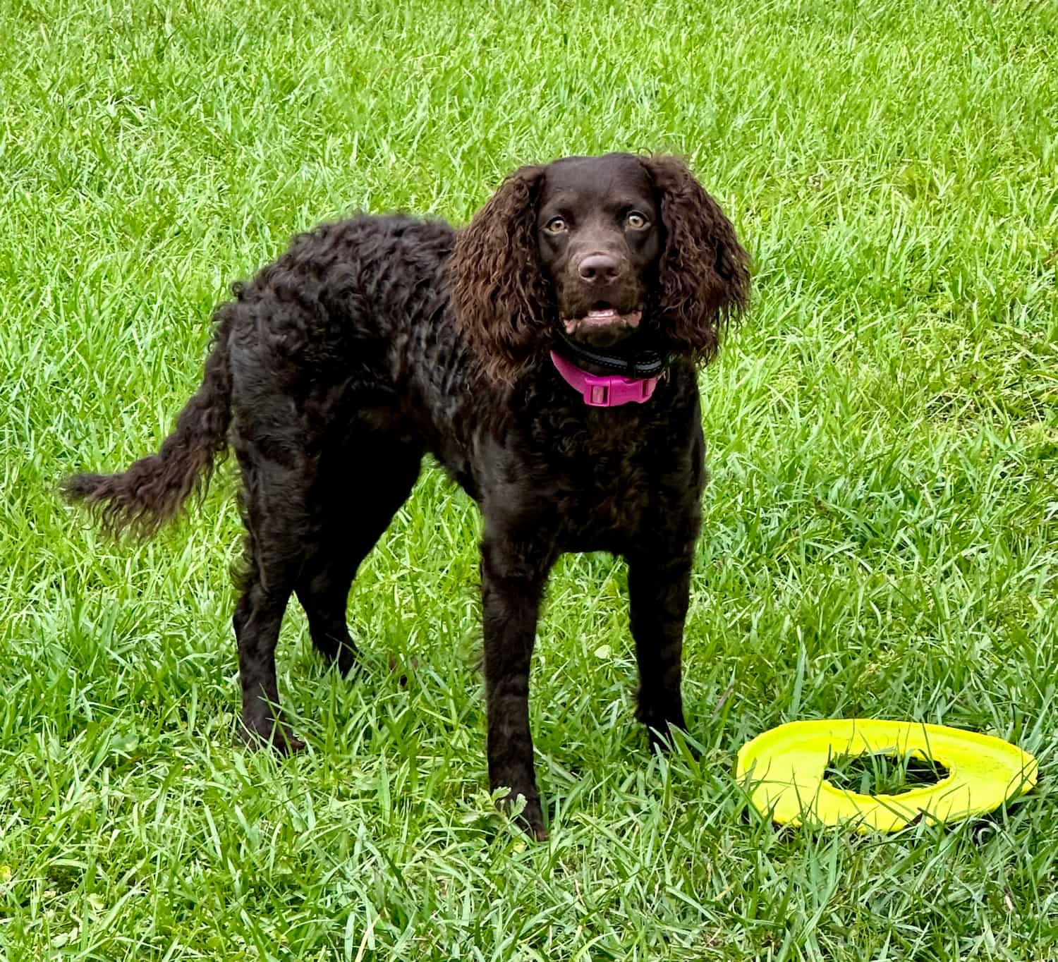 American Water Spaniel